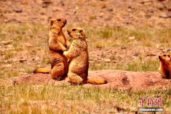 一见钟情是啥感觉？科学家：如同吃糖引发的愉悦感