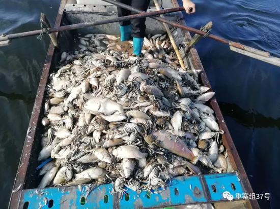 ▲8月28日，渔民在捞死鱼蟹，湖面水呈黑色。受访者供图
