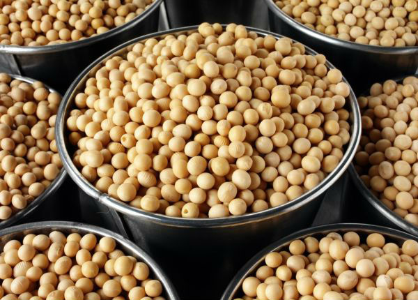 港媒：巴西大豆预计可满足中国需求 中国不需从美国进口