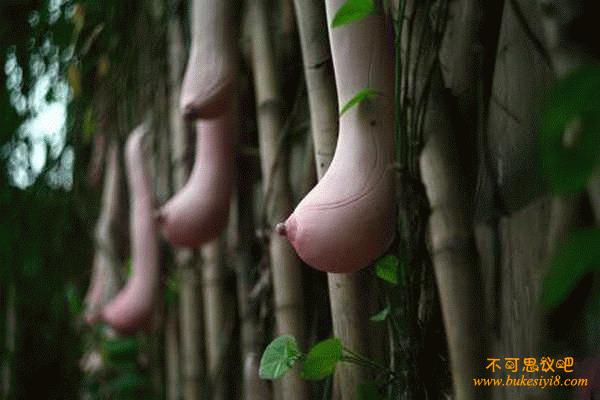 奇特植物---越南乳瓜
