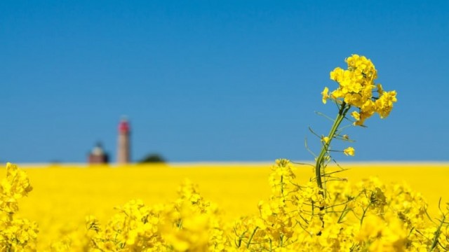 “canadian canola farmer”的图片搜索结果