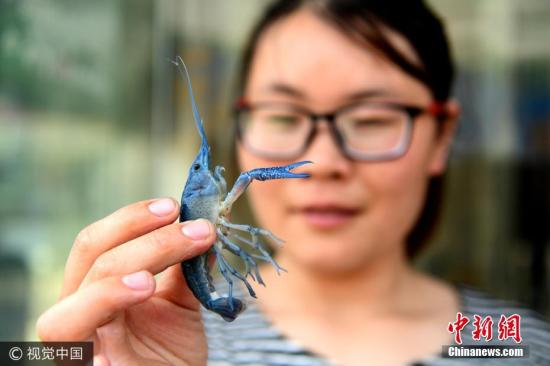 高能预警：动物集体出街，华人可得小心啦！