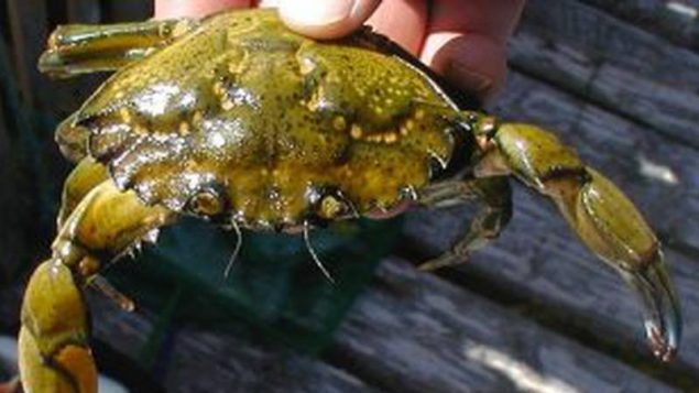一举两得：肆虐加东海域的欧洲青蟹将被用于制造可降解塑料