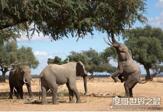 世界上最大的大象，非洲一头雄象重大13.5吨(相当于9辆汽车)