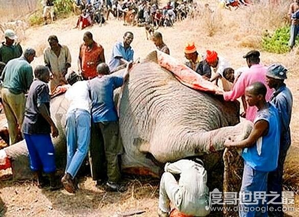 世界上最大的大象，非洲一头雄象重大13.5吨(相当于9辆汽车)