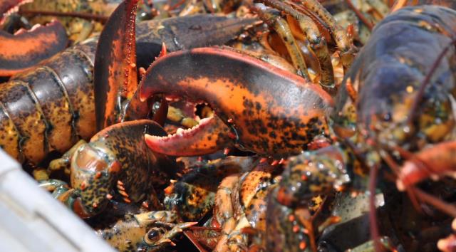 加拿大渔业面临困境，对海鲜的需求暴跌