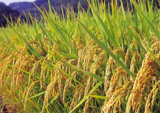 深度 , 西方四大粮商巨头垄断中国粮食市场