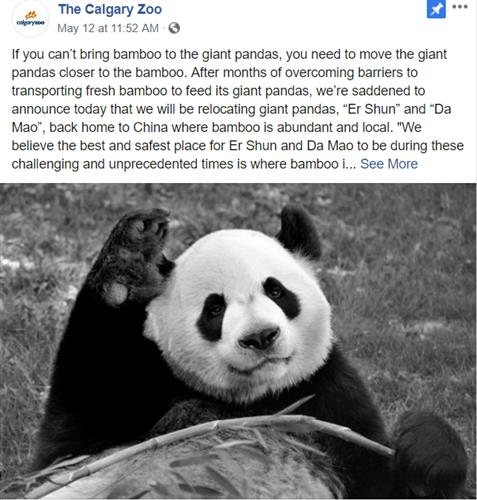 卡尔加里熊猫回国  孟晚舟什么时候回国呢 ？