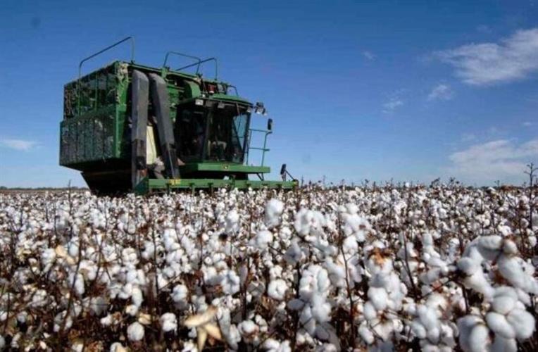 “离不开中国”澳洲棉农吐心声:或亏损资金数百万