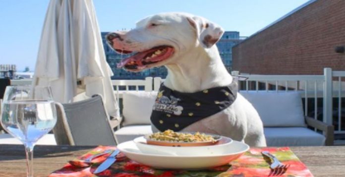 餐馆竞争出奇招 推狗菜单吸引宠物主人光顾