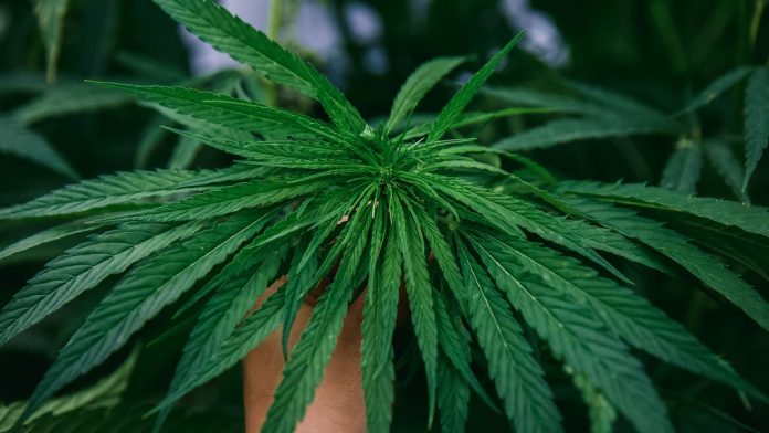 加国大麻产业发展迅猛 10年内种植地或翻10倍