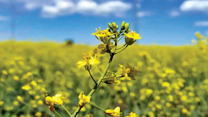 孟晚舟获释助解争端 中加芥菜籽贸易能否重启？