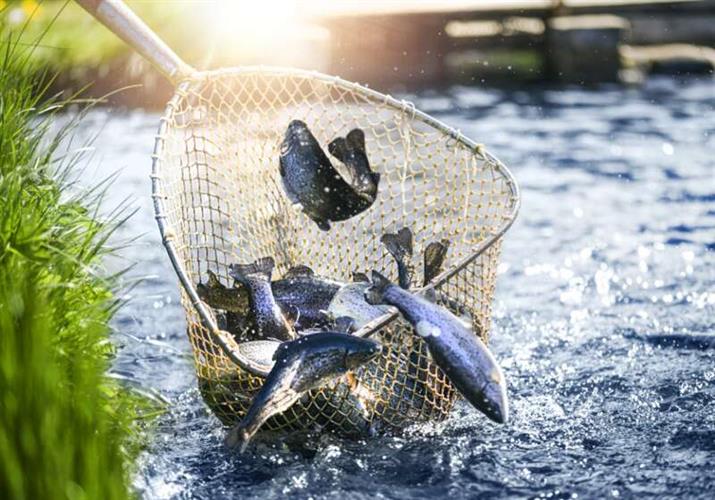 全球占比70%!中国鱼虾是如何统治世界的?