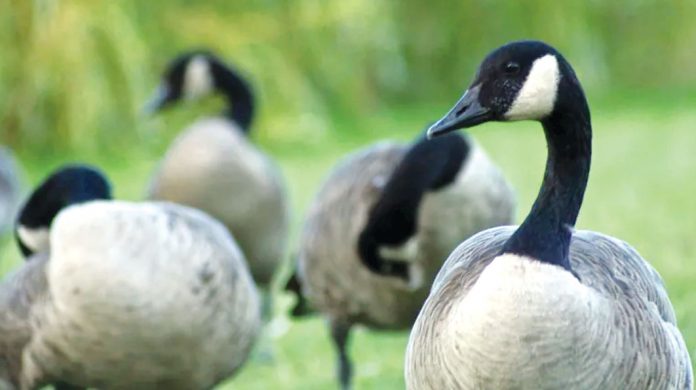 加拿大鹅严重“超生” 以冷冻法抑制蛋孵化