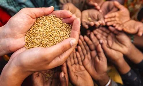 粮食危机掀保护主义 发财的赢家或是这国