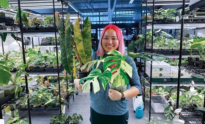 一盆上万！多伦多华裔赴美创业 售稀有植物生意火爆！