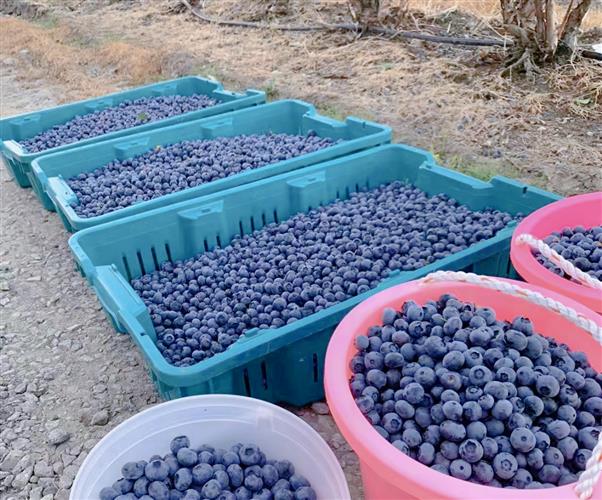 卑诗省一房产估价飙升12倍 原因是业主没有及时种蓝莓