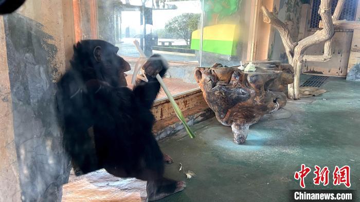 济南黑猩猩“入乡随俗”吃葱蒜 网友：“要蘸酱吃”