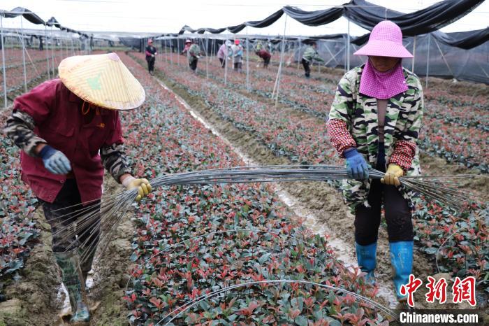 图为村民在江西省南昌市南昌县广福镇木山村亿森苗木基地进行日常工作。　刘玉洁 摄