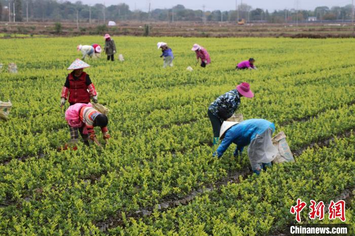 图为村民在江西省南昌市南昌县广福镇木山村亿森苗木基地清除杂草。　刘玉洁 摄