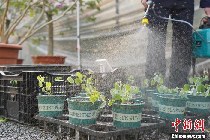 广西柳州13株“太空洋紫荆种子”顺利出苗培育过程如同拆“盲盒”