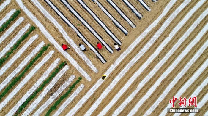 资料图为三峡库区农民抢抓晴好天气忙春耕 袁选国 摄
