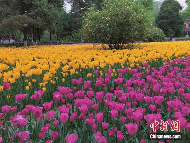 “赏花经济”催中国内地旅游市场加速“回春”