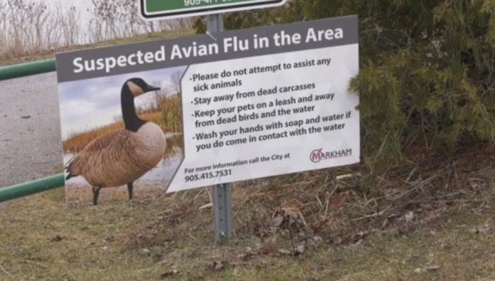 警惕! 加拿大禽流感蔓延! 专家担忧爆发疫情: 比新冠可怕得多!
