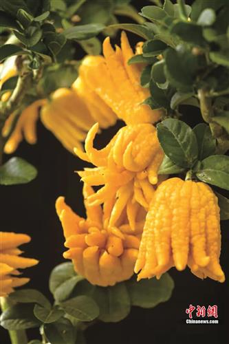 ▲佛手。摄影/胡赣昌