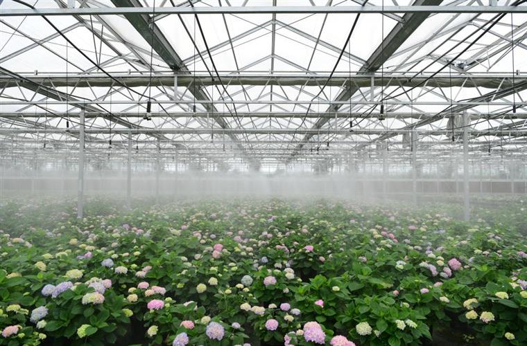 中国力争到2035年花卉年销售额超过7000亿元
