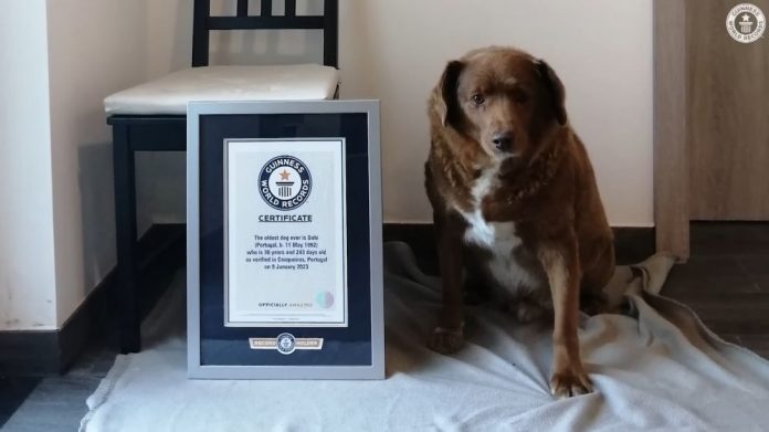 世界上最长寿的狗 刚刚庆祝完31岁生日！