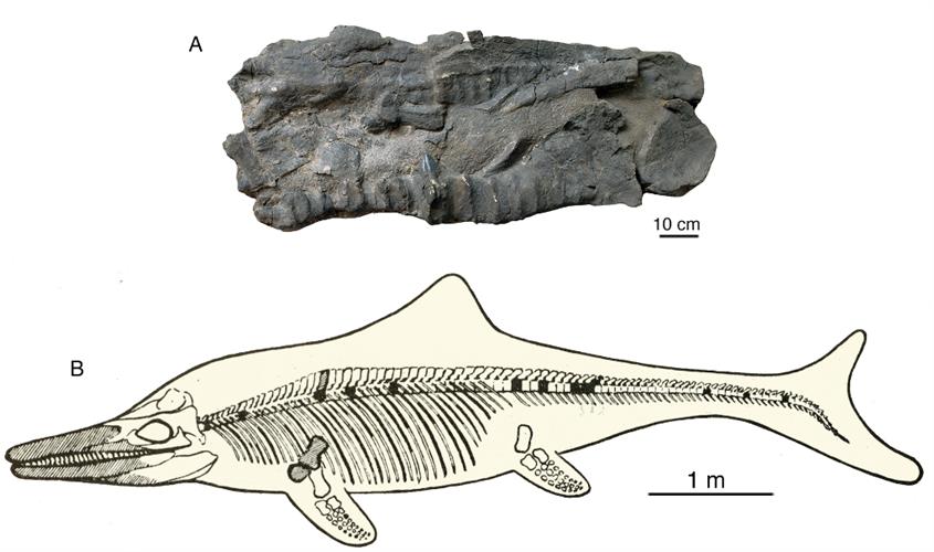 再次发现！珠峰地区发现新的喜马拉雅鱼龙化石