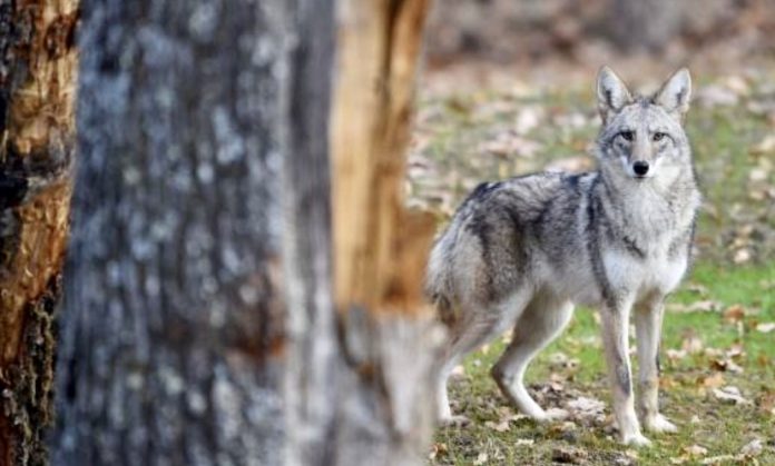 机器人遥控车牧场巡逻 保护牲畜不受土狼伤害