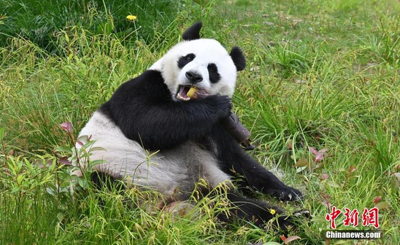 九寨沟：原始生态区里大熊猫憨态可掬