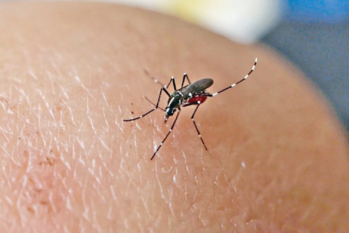 伊蚊活动扩张 蚊媒疾病风险增加