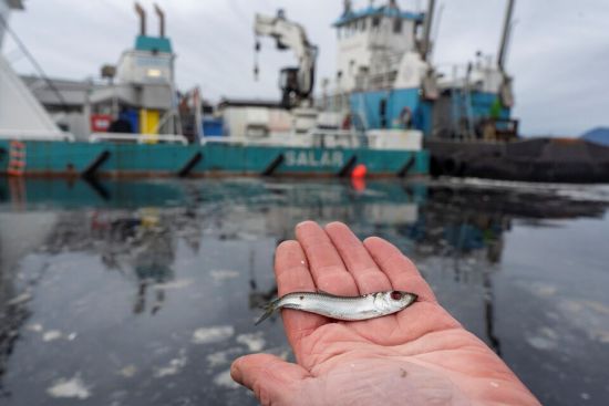 BC省三文鱼场年杀81万条野生鲱鱼 引发海洋生态灾难