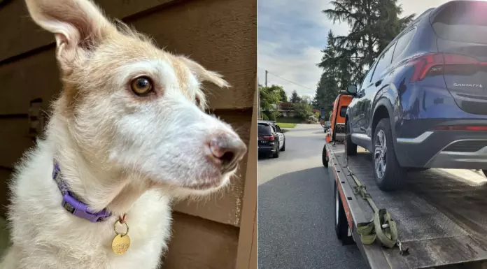 大温司机短暂下车遭贼趁虚而入 车内爱犬连同SUV被偷走