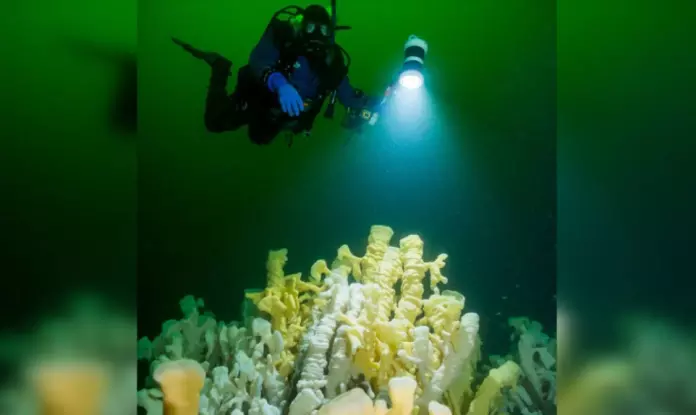 在西温玻璃海绵礁区捕虾 船长判罚4万元及有期徒刑