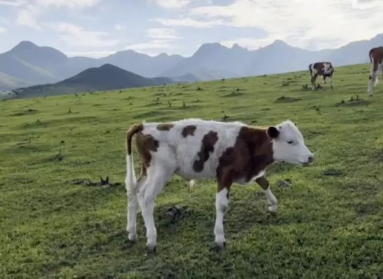 温哥华多处休闲场所泊车需付费 最高3小时25元