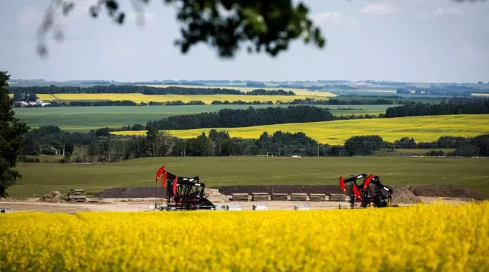 中国大降芥花籽关税 加拿大农民松口气 但仍有挑战要应付