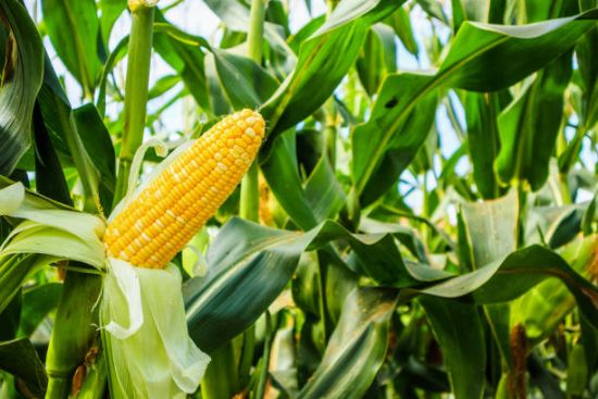 残留农药可致癌！15种蔬果较干净少农药 玉米排第二