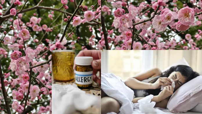 春天到，过敏季节亦到！专家教路如何缓解过敏