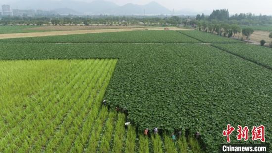 浙江湖州大山“野菜”漂洋出海 菜稻轮作走出致富路