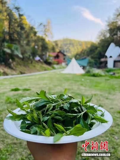 野菜“挖”出新商机 春日“打野”成年轻人社交新方式