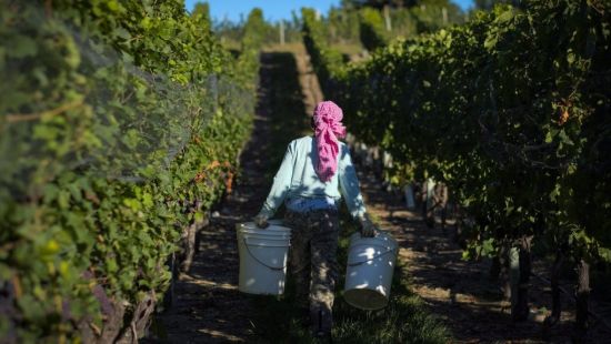 一月寒流 导致BC省损失99%葡萄产量