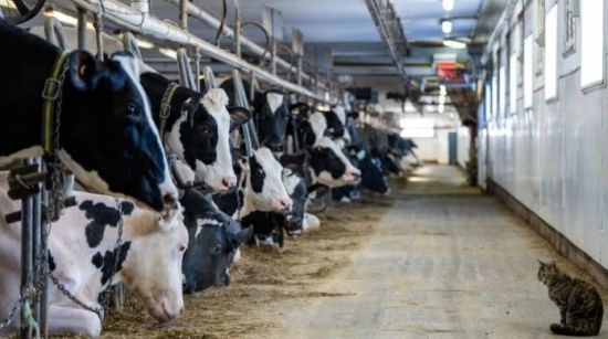 关税战奶类制品也遭殃 魁省奶农更担心这件事