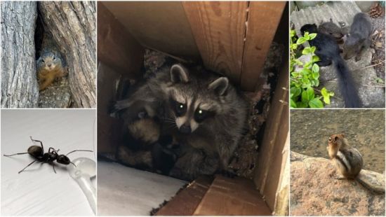 天气回暖虫兽入侵家里？一文了解防治办法