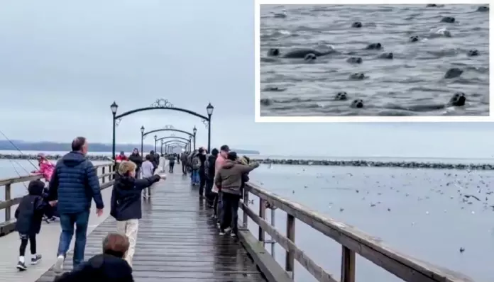 大温哥华现奇观民众纷打卡 200海豹为何联群集结？闻所未闻