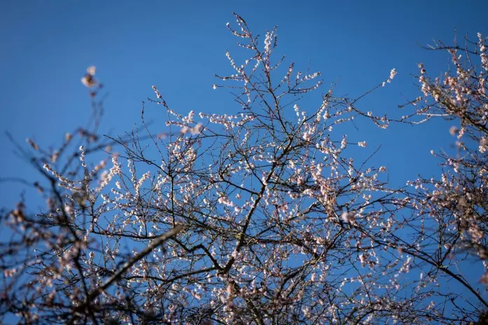 这会是温哥华43年来首个无雪冬季吗？