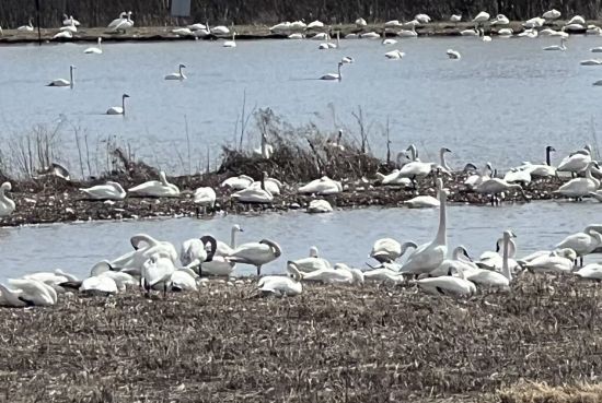 观看安省天鹅大迁徙：上千只嬉戏天鹅湖，本周末最后机会